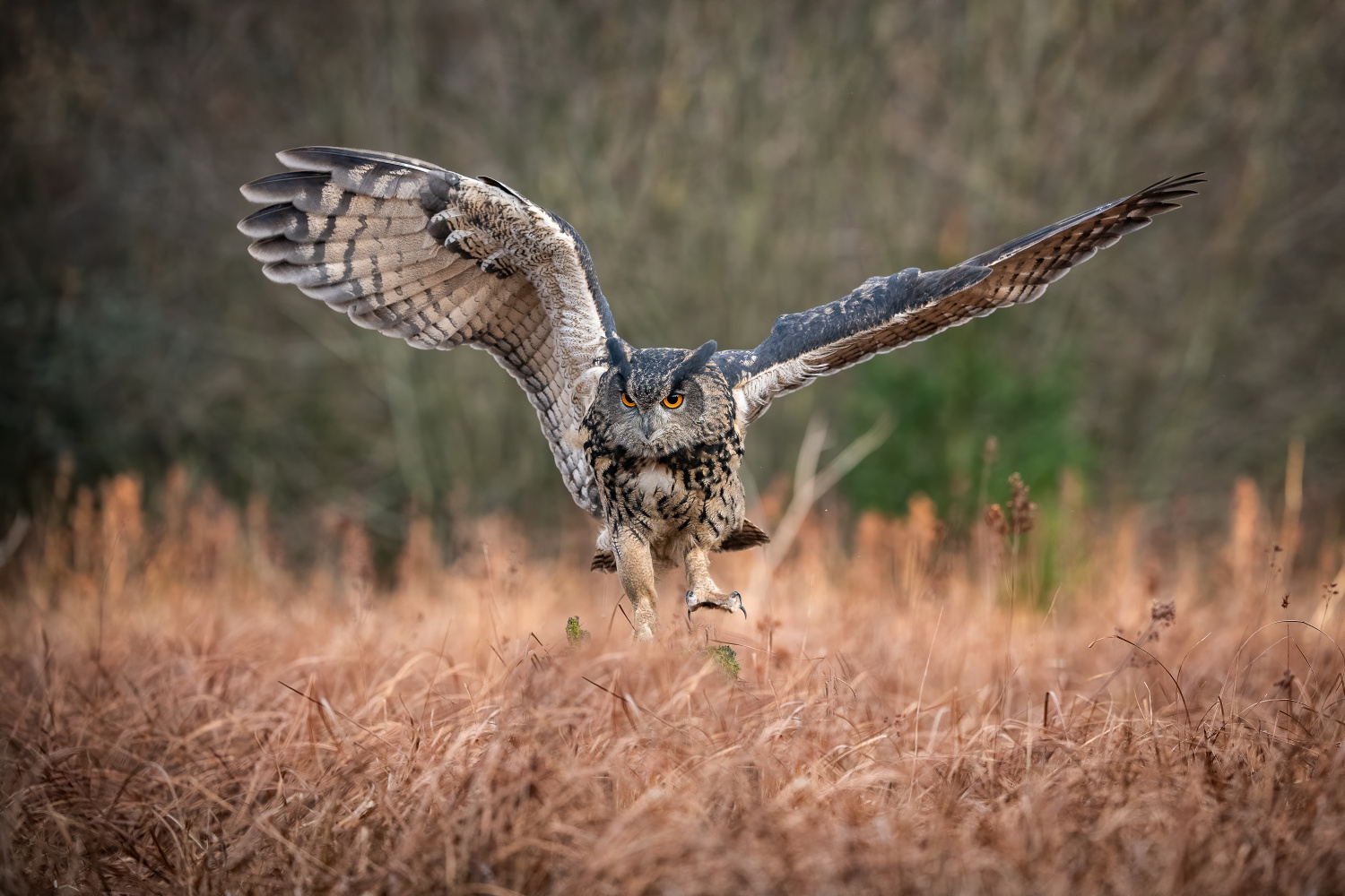 výr velký (Bubo bubo) Eurasian eagle-owl