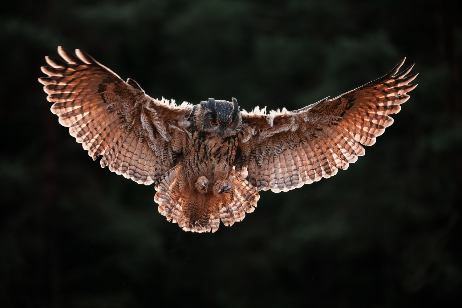 výr velký (Bubo bubo) Eurasian eagle-owl