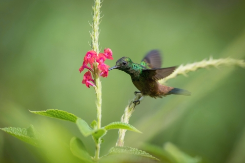kolibřík měděnořitý (Amazilia tobaci)...