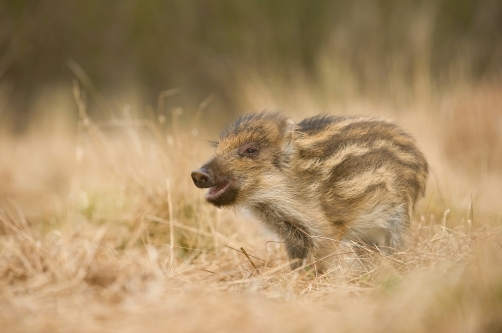 prase divoké (Sus scrofa) Wild boar