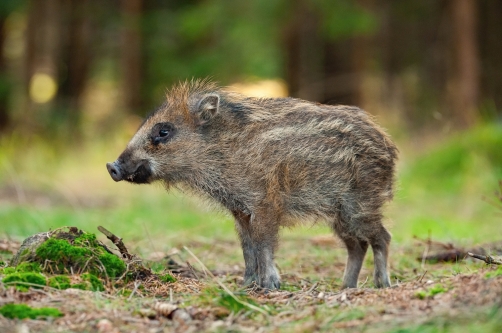 prase divoké (Sus scrofa) Wild boar
