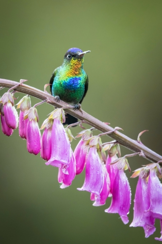 kolibřík ohnivobradý (Panterpe insignis)...