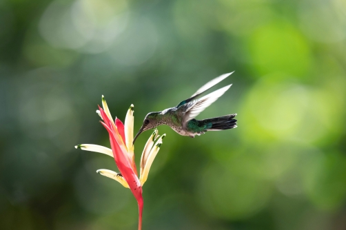 kolibřík bělokrký (Florisuga mellivora)...