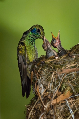 kolibřík zelený (Colibri thalassinus)...