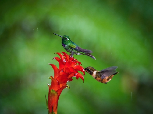 kolibřík bělokřídlý (Urosticte...