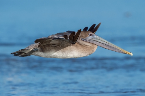 pelikán hnědý (Pelecanus occidentalis)...