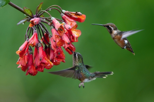 kolibřík mozaikový (Adelomyia...