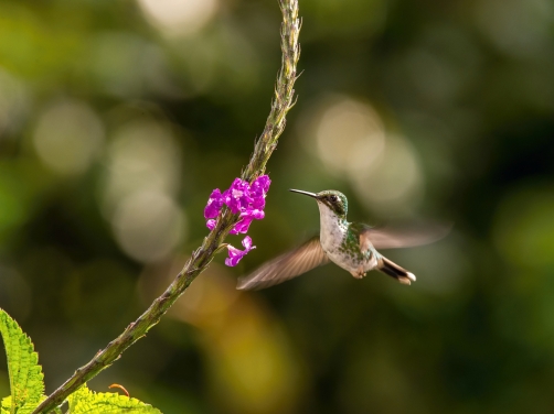 kolibřík andský (Amazilia franciae)...