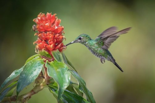 kolibřík subtropický (Heliodoxa jacula)...