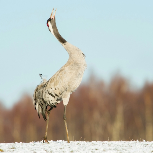 jeřáb popelavý (Grus grus) Common crane
