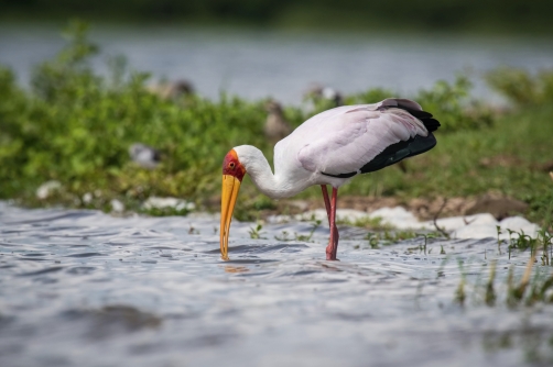 nesyt africký (Mycteria ibis) Yellow-billed...