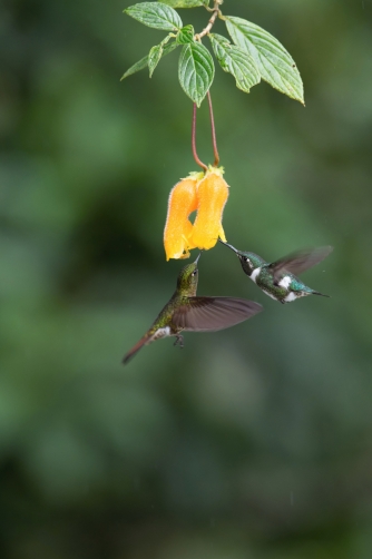 kolibřík ostroocasý (Chaetocercus...