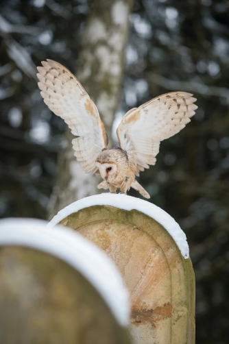 sova pálená (Tyto alba) Western barn owl