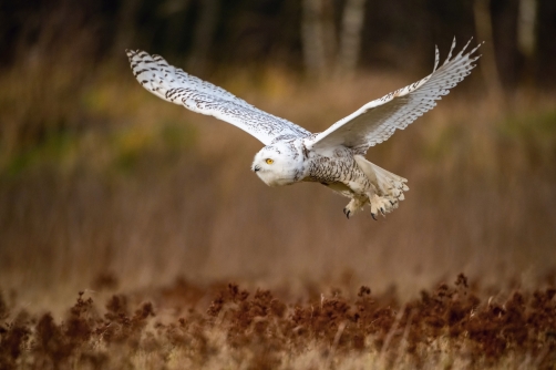 sovice sněžní (Nyctea scandiaca) Snowy owl