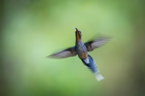 kolibřík šedobřichý (Phaethornis guy)...