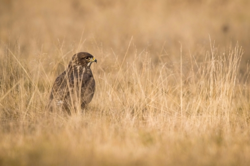 káně lesní (Buteo buteo) Common buzzard