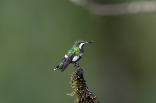 kolibřík trnoocasý (Popelairia conversii)...