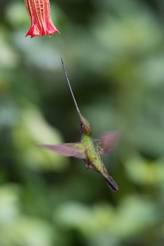kolibřík mečozobec (Ensifera ensifera)...
