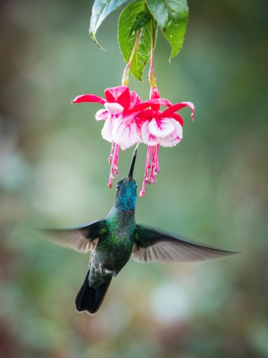 kolibřík skvostný (Eugenes fulgens)...