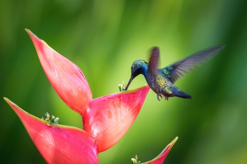 kolibřík tropický (Anthracothorax...