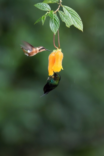 kolibřík ostroocasý (Chaetocercus...