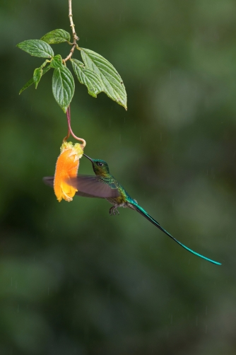 kolibřík Kingův (Aglaiocercus kingi)...