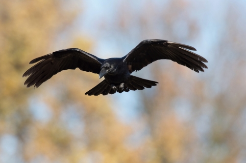 krkavec velký (Corvus corax) Common raven
