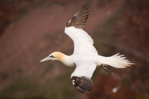terej bílý (Morus bassanus) Northern gannet