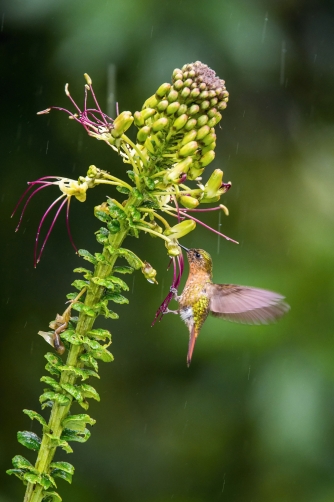 kolibřík hnědoocasý (Metallura...