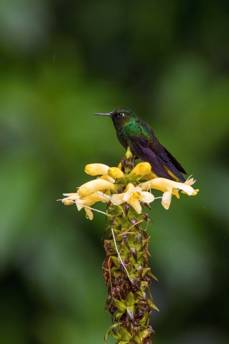 kolibřík turmalinový (Heliangelus...