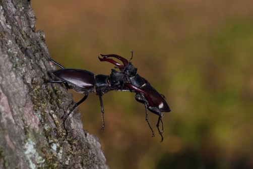 roháč obecný (Lucanus cervus) Stag beetles