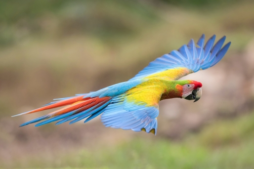 ara zelený (Ara ambigua) Great green macaw