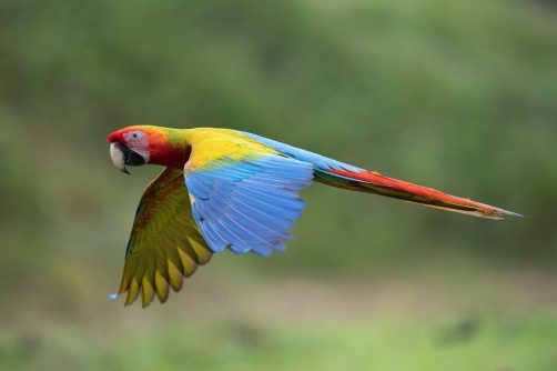 ara zelený (Ara ambigua) Great green macaw