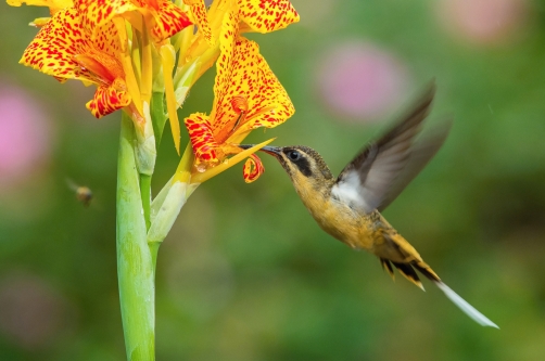 kolibřík dlouhoocasý (Phaethornis...