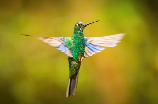 kolibřík modrokřídlý (Pterophanes...
