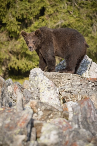 medvěd hnědý (Ursus arctos) Brown bear