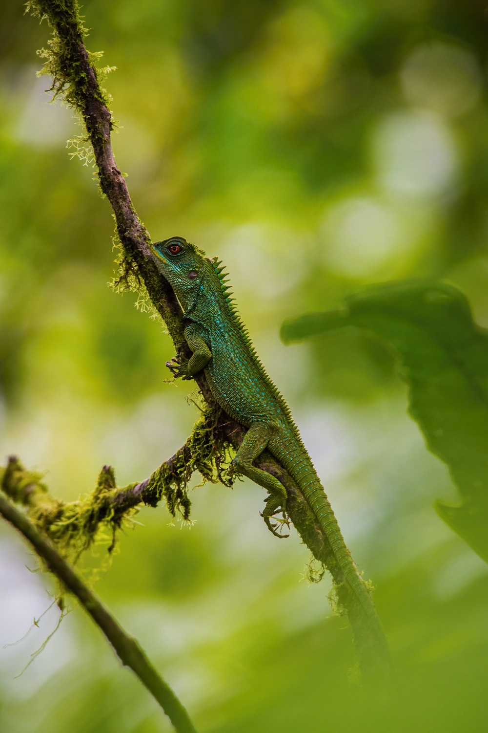 Amazon Wood Dragon (Enyalioides laticeps)