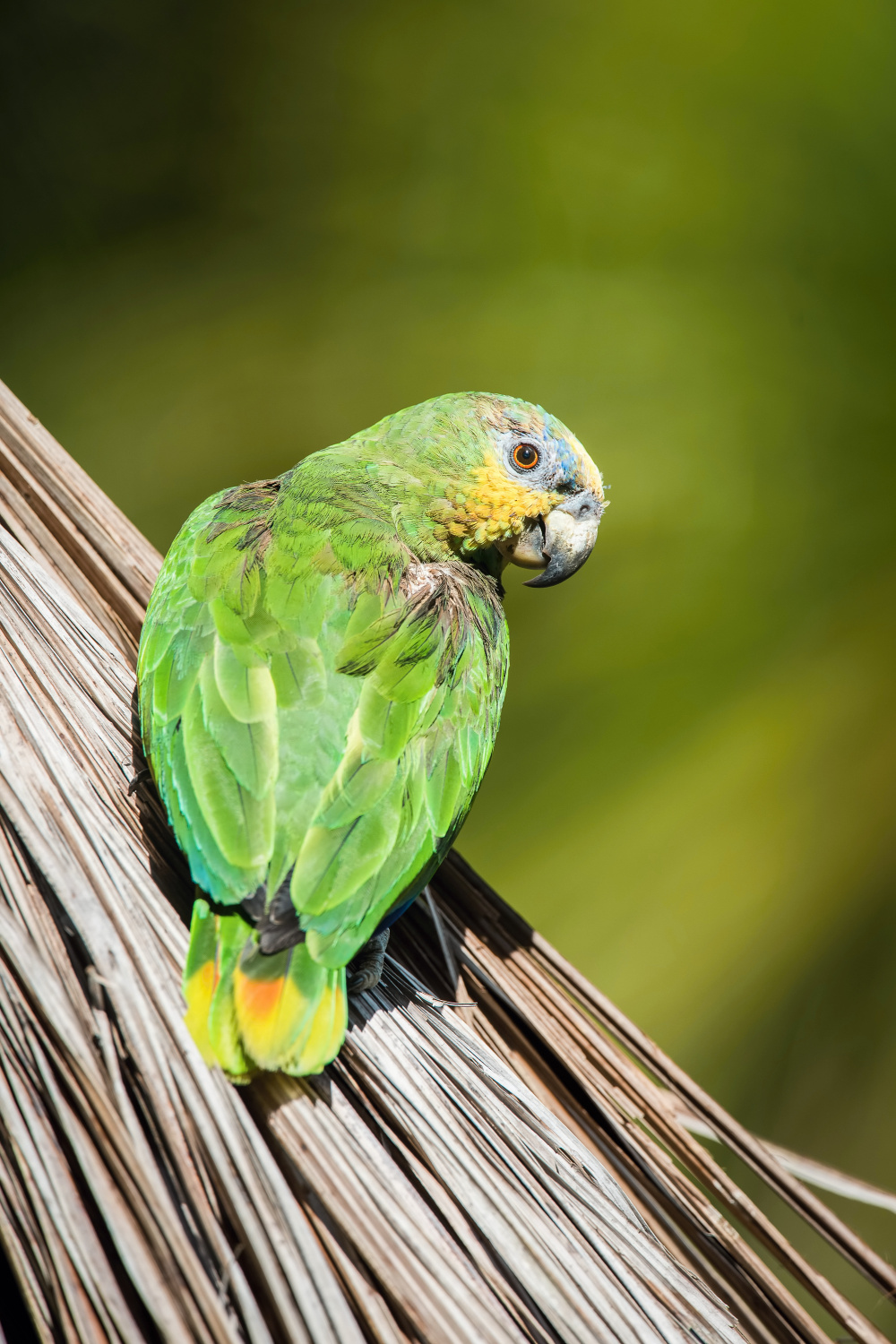 amazoňan oranžovokřídlý (Amazona amazonica) Orange-winged amazon