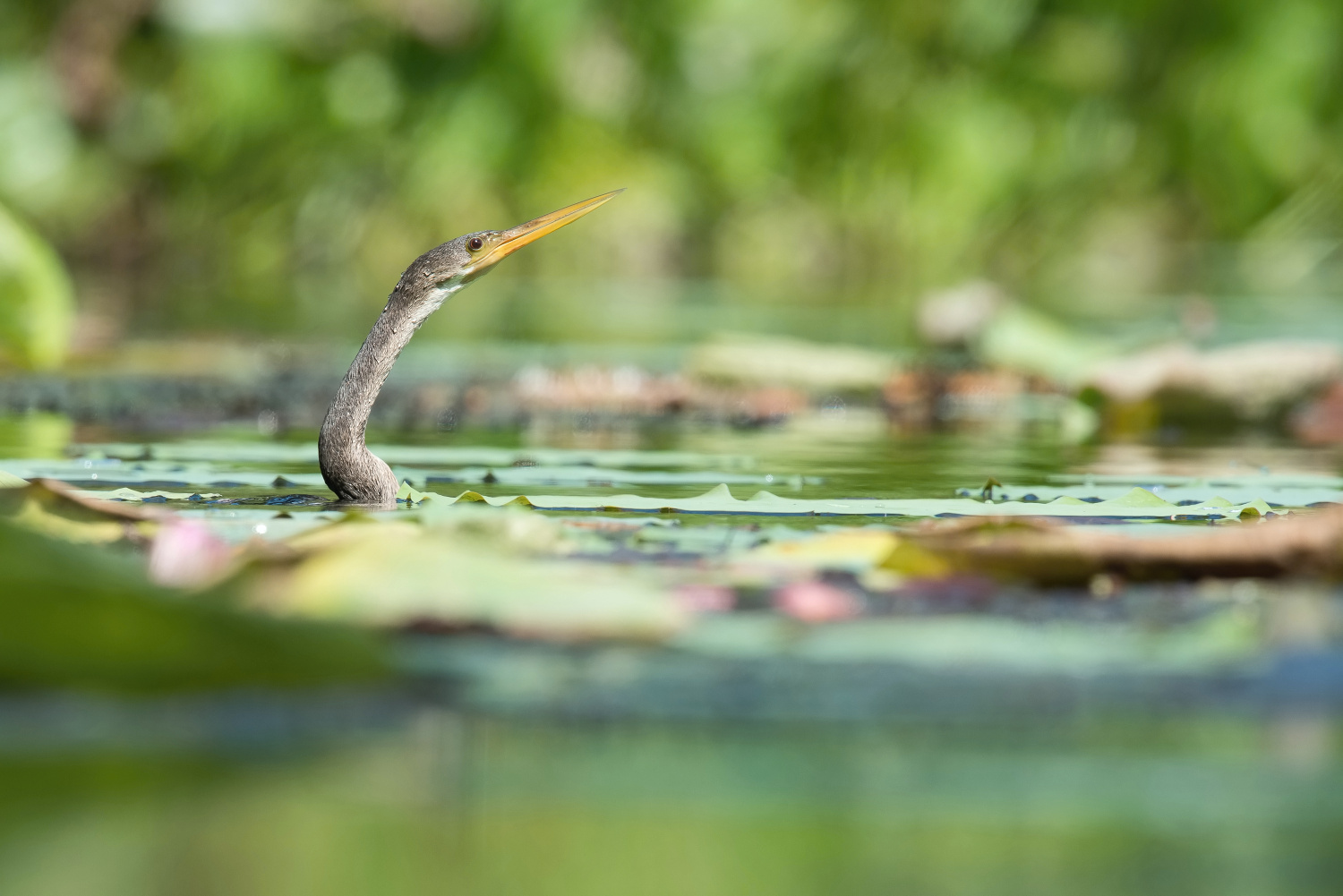 anhinga americká (Anhinga anhinga) Anhinga