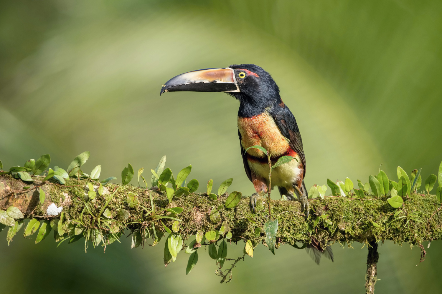 arassari pestrý (Pteroglossus erythropygius) Pale-mandibled aracari