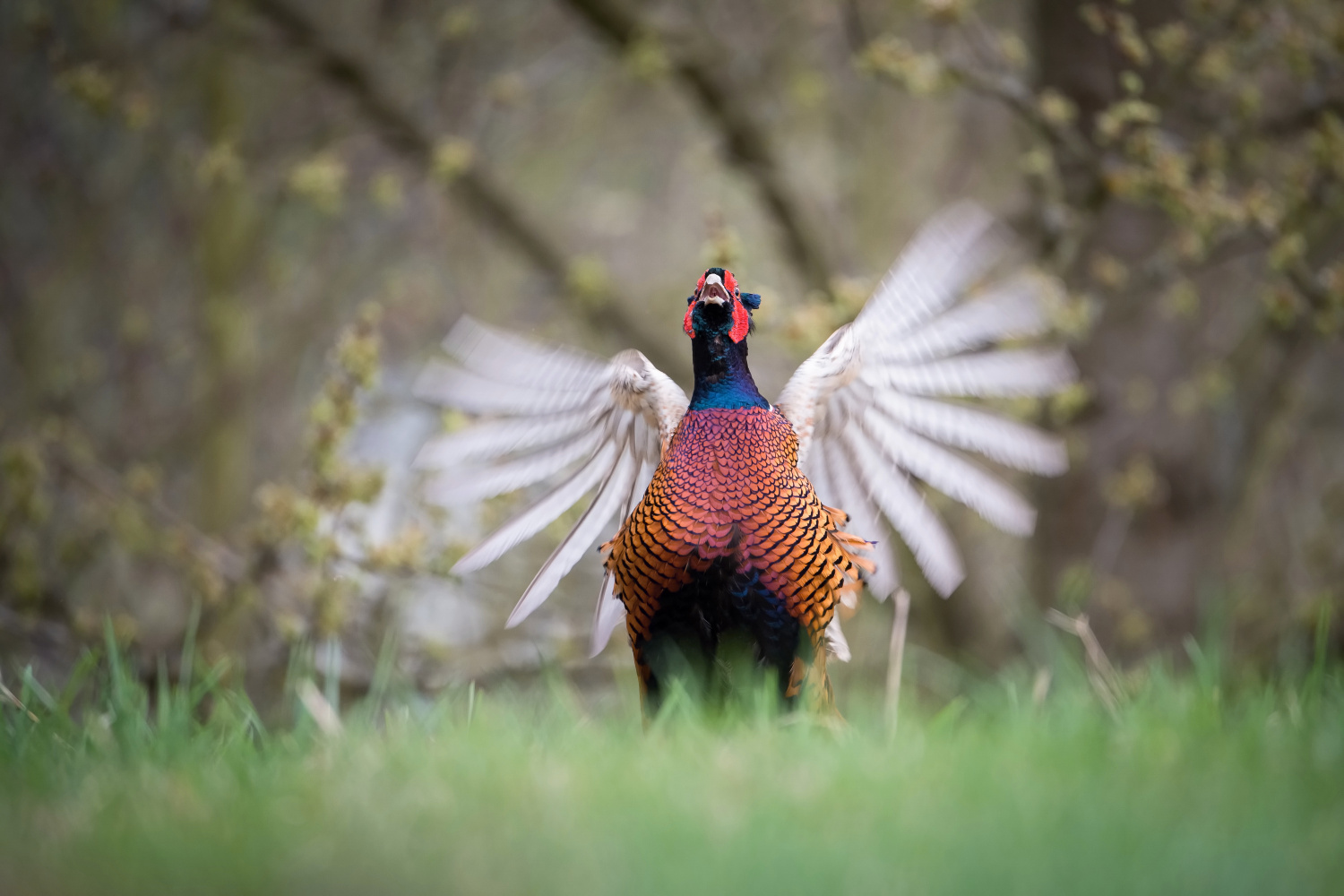 bažant obecný (Phasianus colchicus) Common pheasant