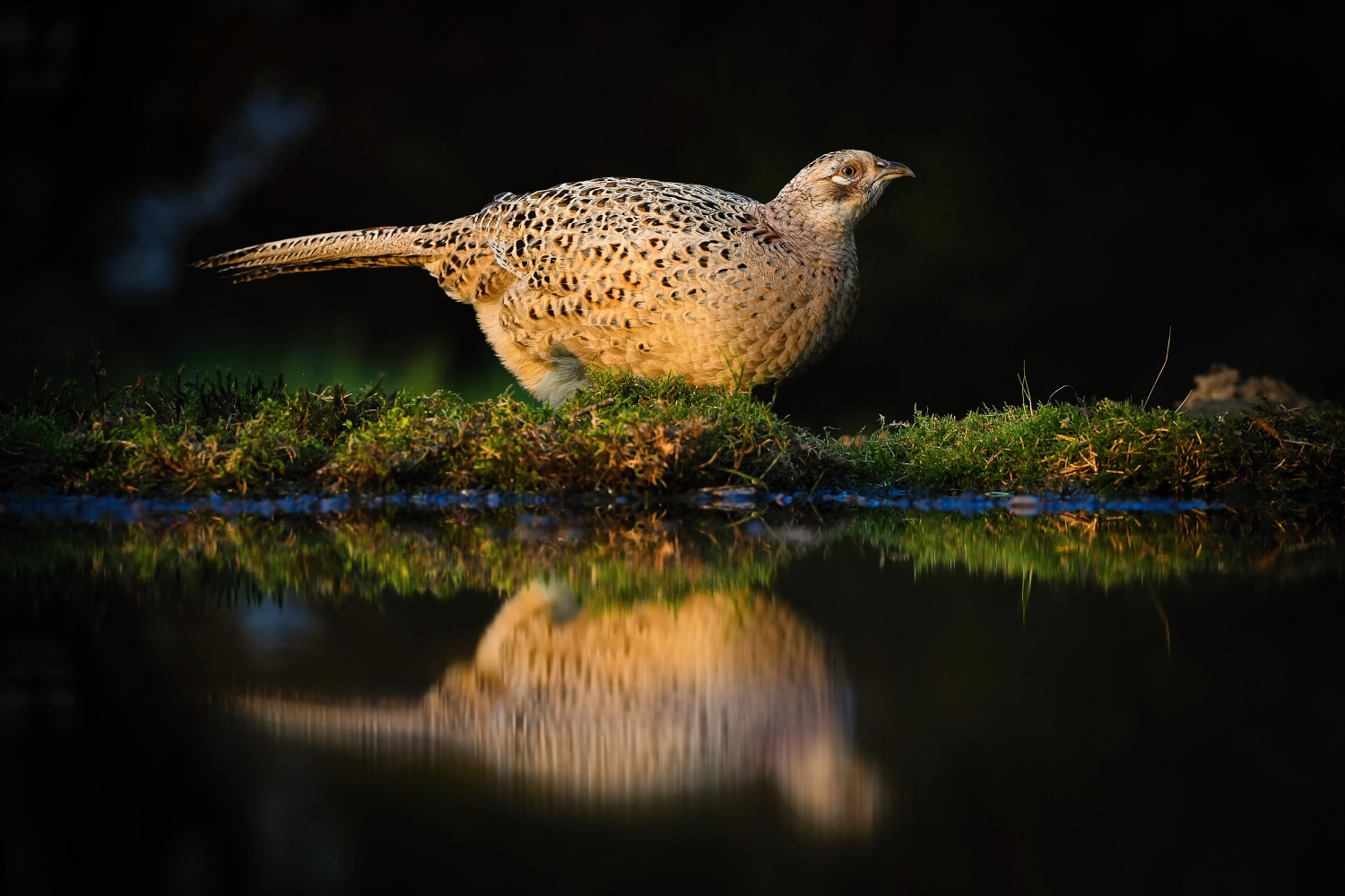 bažant obecný (Phasianus colchicus) Common pheasant