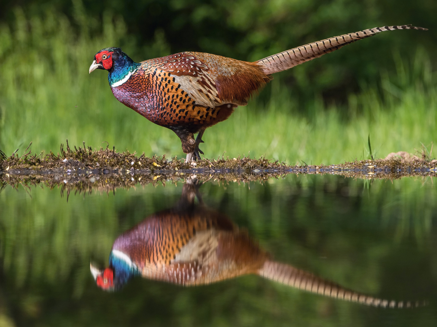 bažant obecný (Phasianus colchicus) Common pheasant