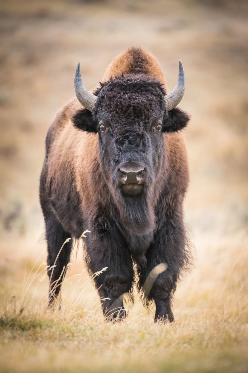 bizon (Bison bison) American bison