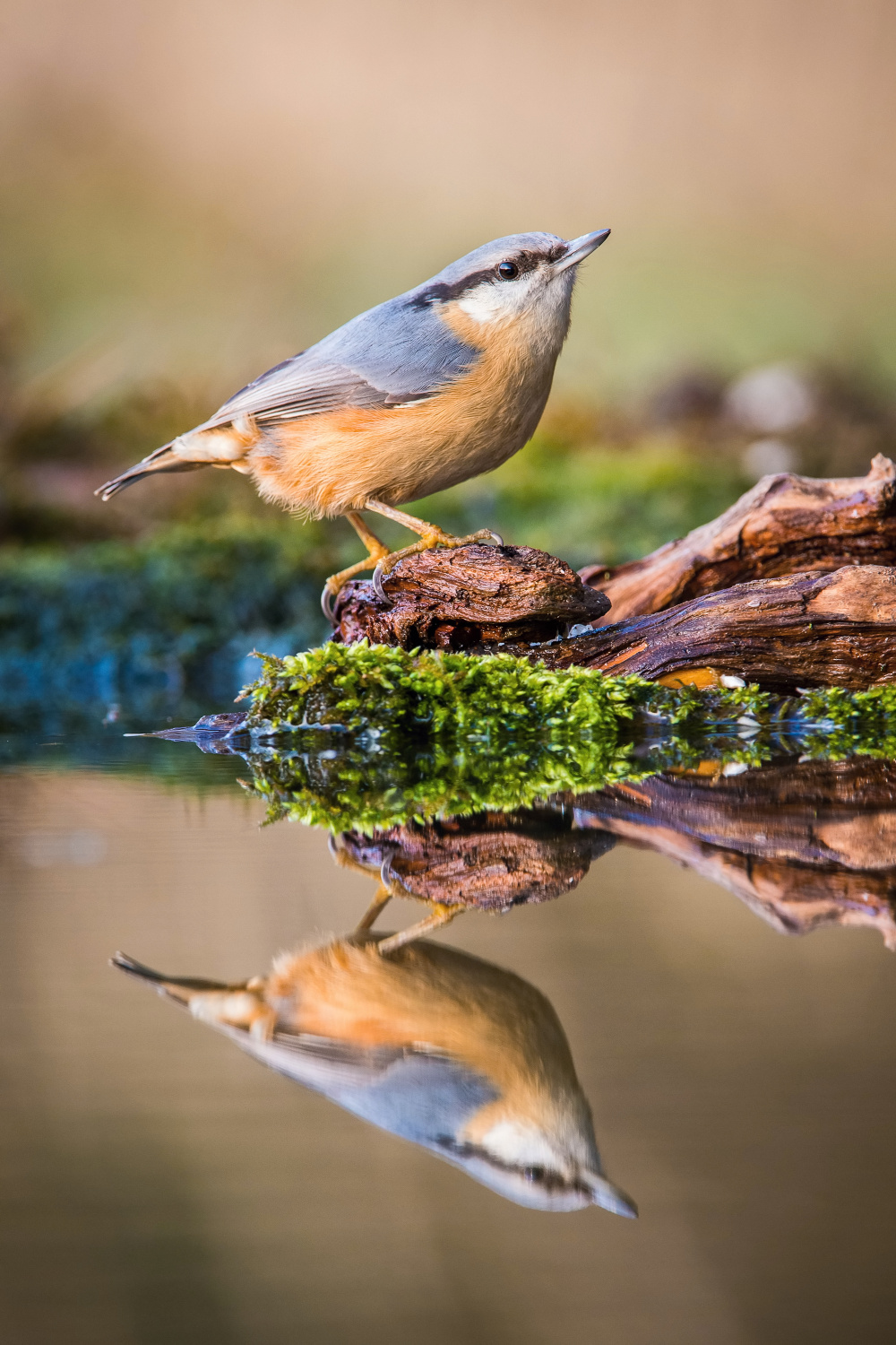 brhlík lesní (Sitta europaea) Eurasian nuthatch