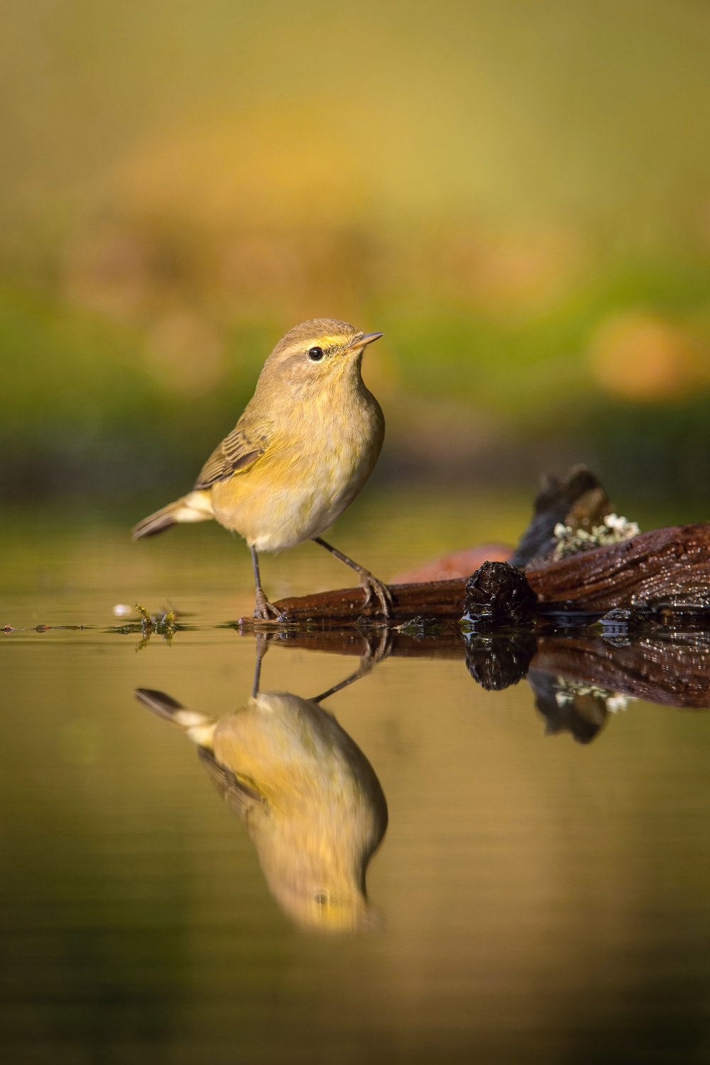 budníček menší (Phylloscopus collybita) Common chiffchaff