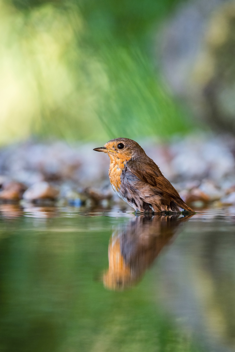 červenka obecná (Erithacus rubecula) European robin