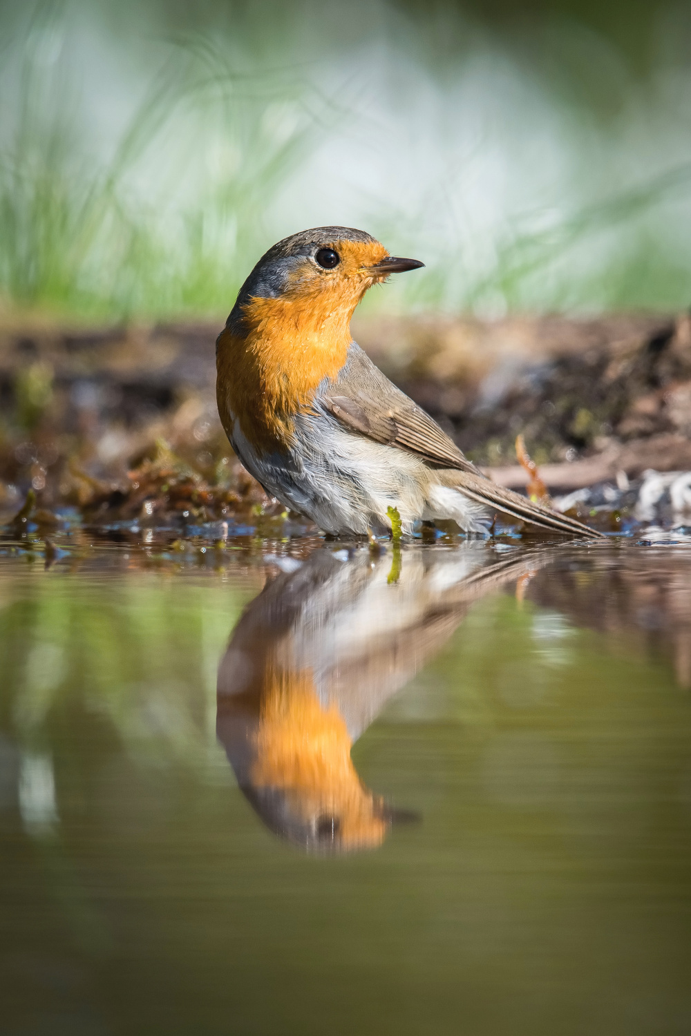 červenka obecná (Erithacus rubecula) European robin