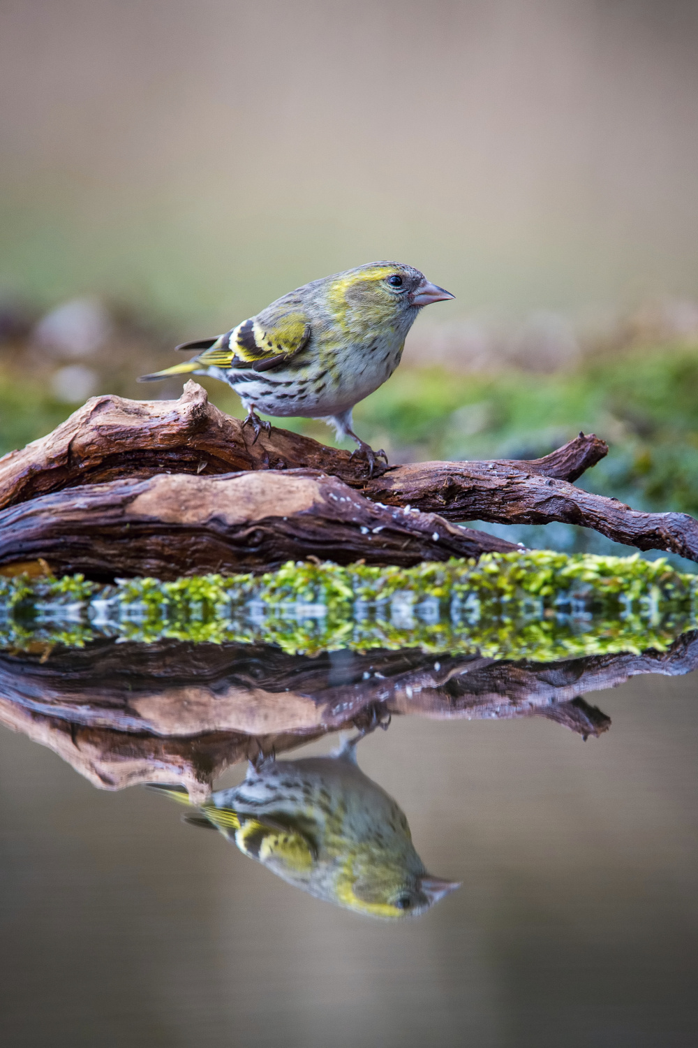 čížek lesní (Carduelis spinus) Eurasian siskin