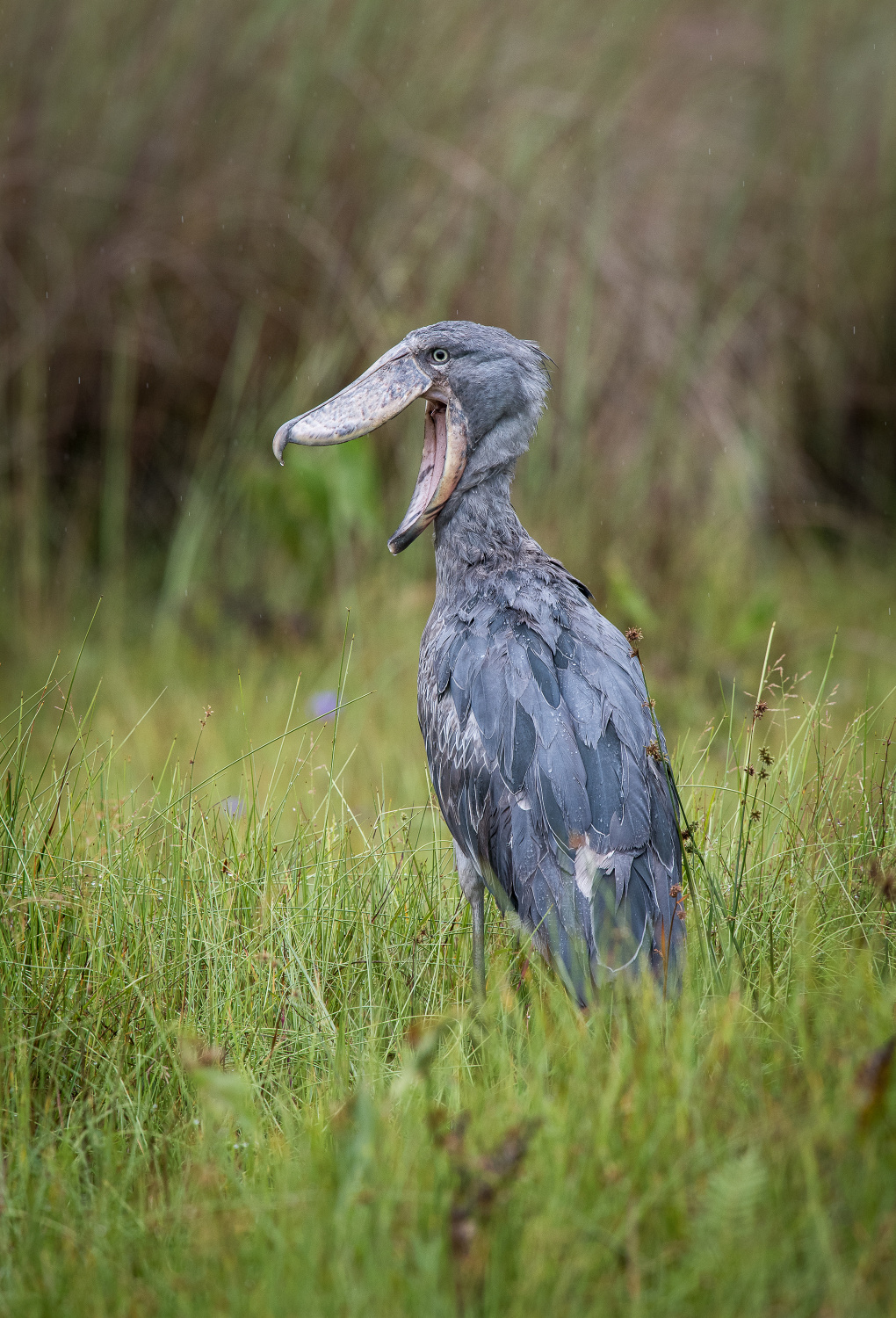 člunozobec africký (Balaeniceps rex) Shoebill